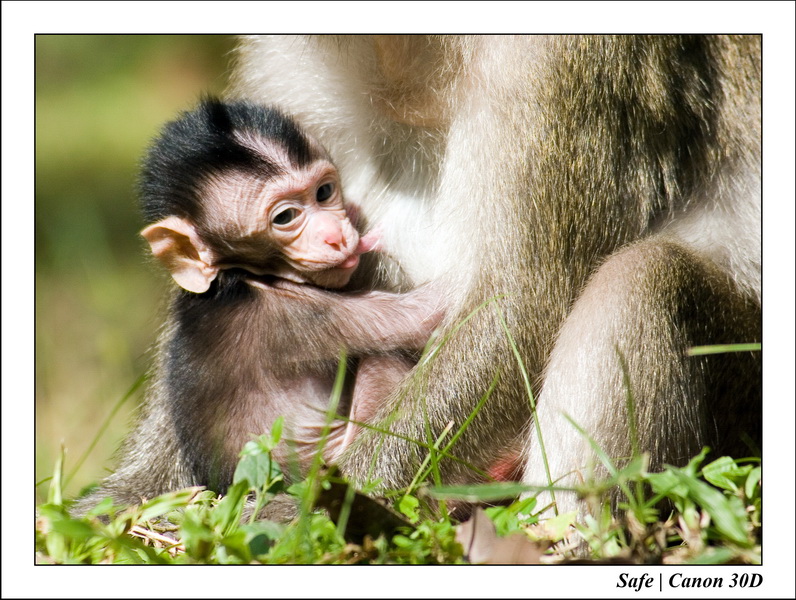 2006 - 07 - Temple angkor - Singes 14